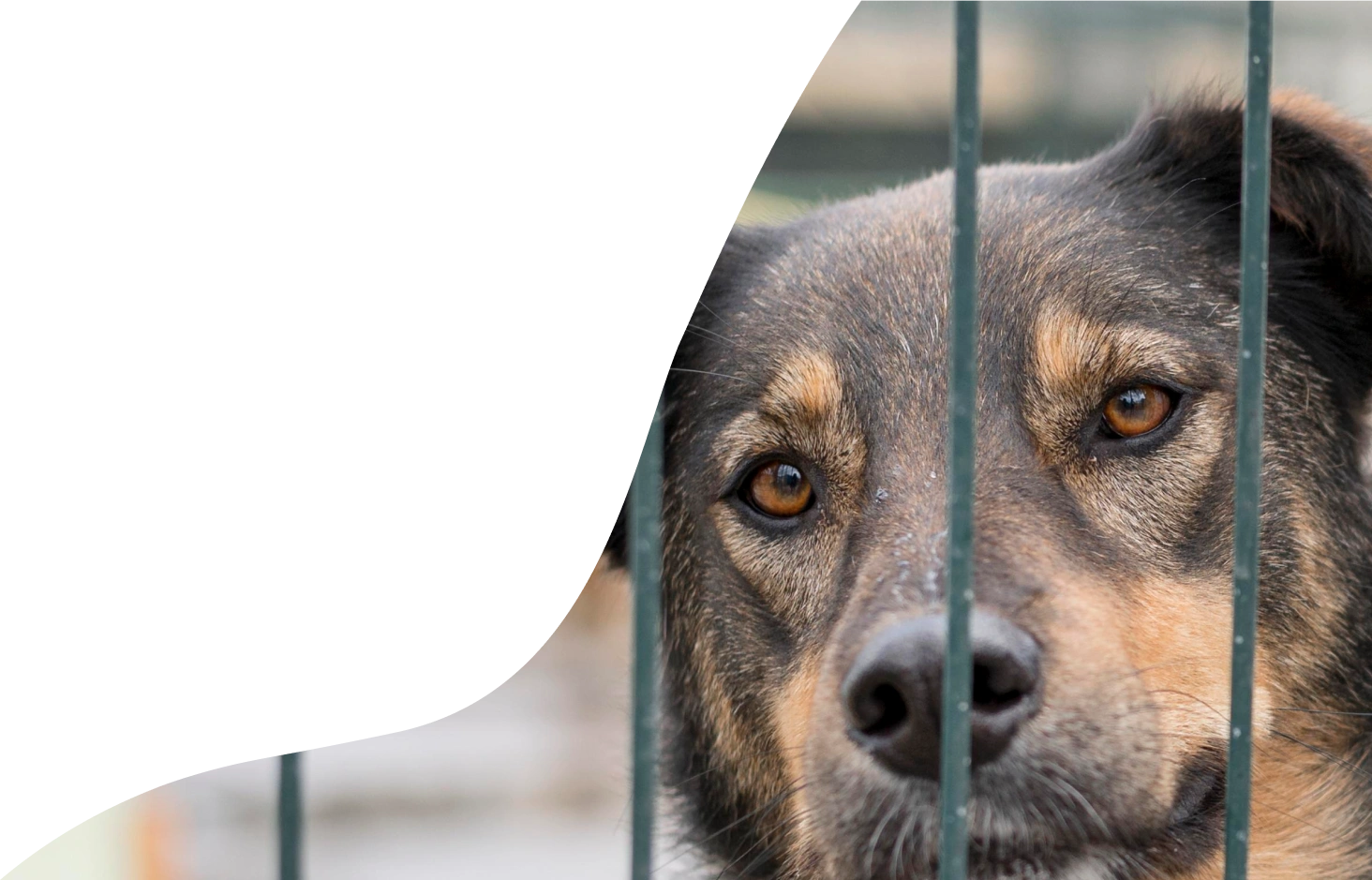 Aziende che supportano Empethy - cane che chiede coccole al padrone