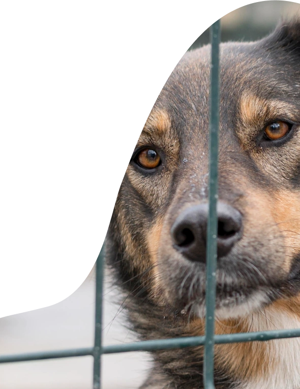 Aziende che supportano Empethy - cane che chiede coccole al padrone