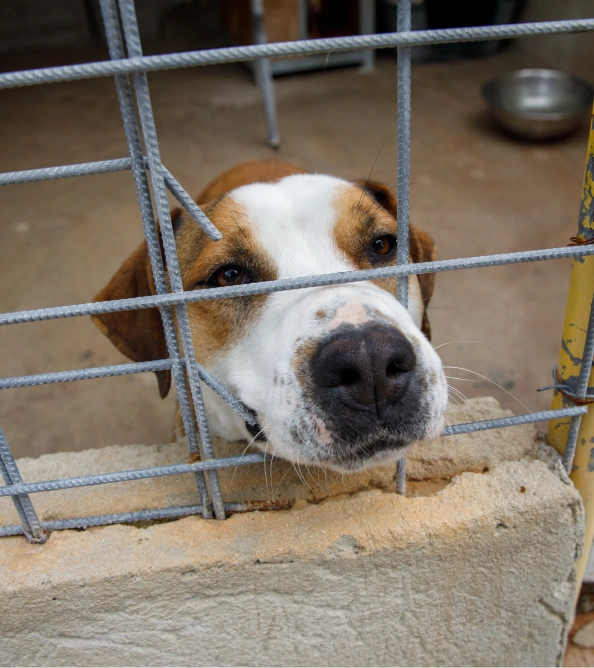 Il numero di animali promossi per l’adozione - Cane dietro una rete