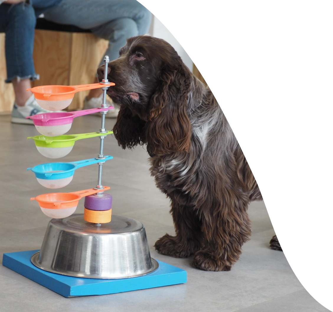 KPI di successo per un’azienda grazie al Pet Day - Cane che annusa un gioco di attivazione mentale