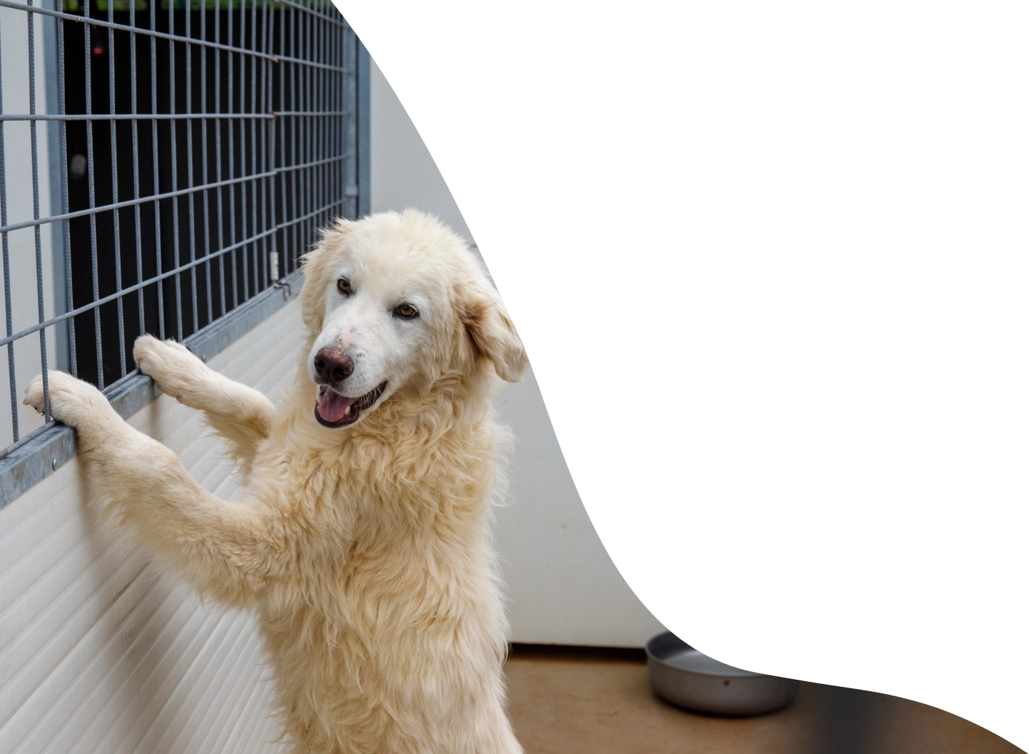 I KPI di successo raggiunti da Empethy - Cane bianco in piedi sulle zampe