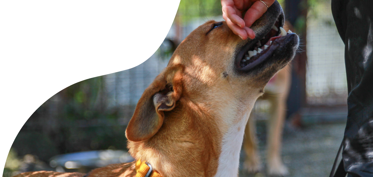 Aziende che supportano Empethy - cane che chiede coccole al padrone