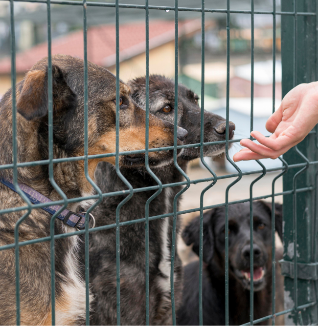 Responsabilità sociale - Due cani dietro una rete annusano una mano