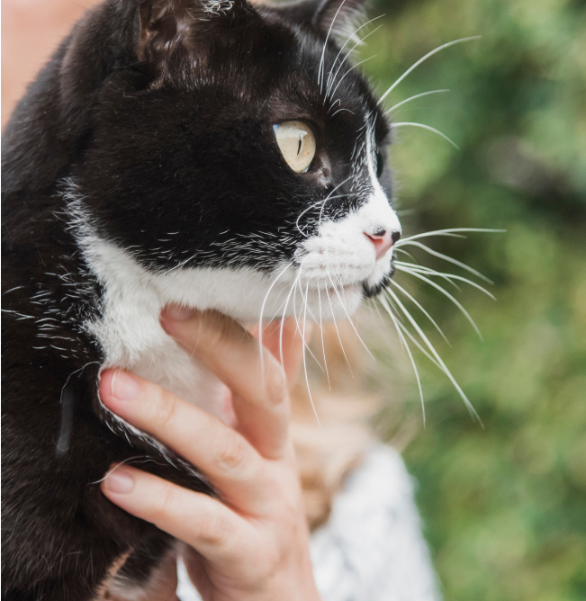 Impatto positivo - Gatto con mano che lo accarezza